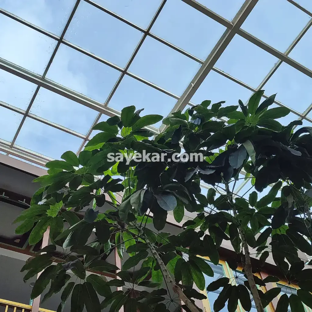 سقف حیاط خلوت چهار فصل در تهران